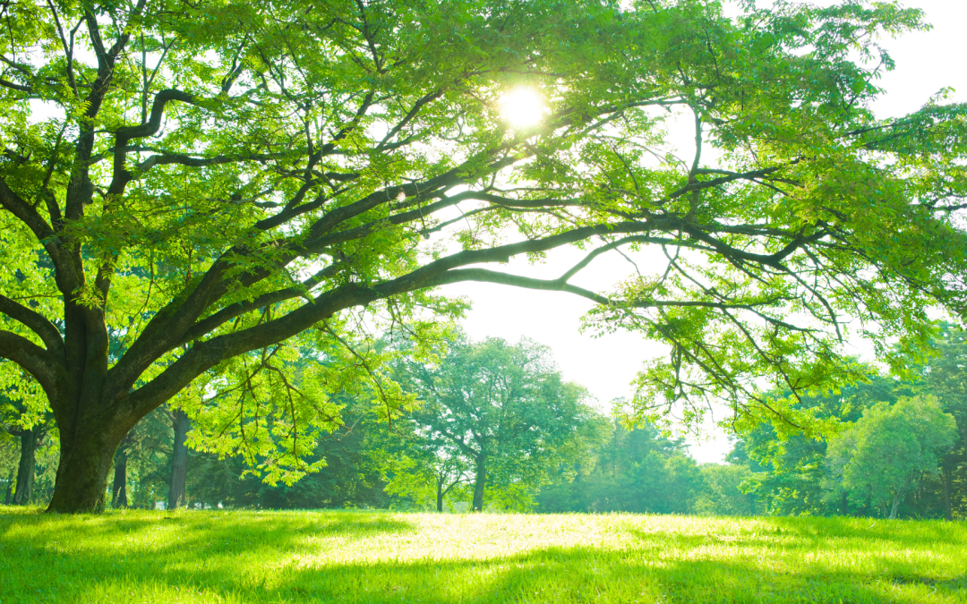 Tree Care Essentials