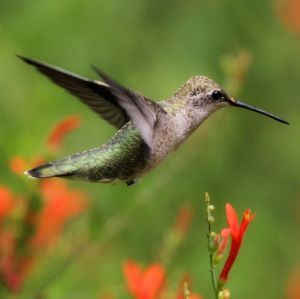 Photo of hummingbird