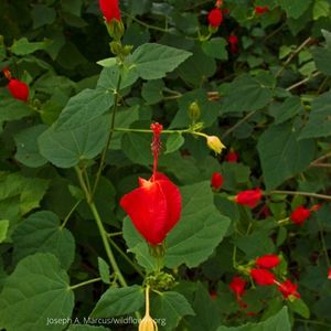 Photo of Turks Cap flowers.