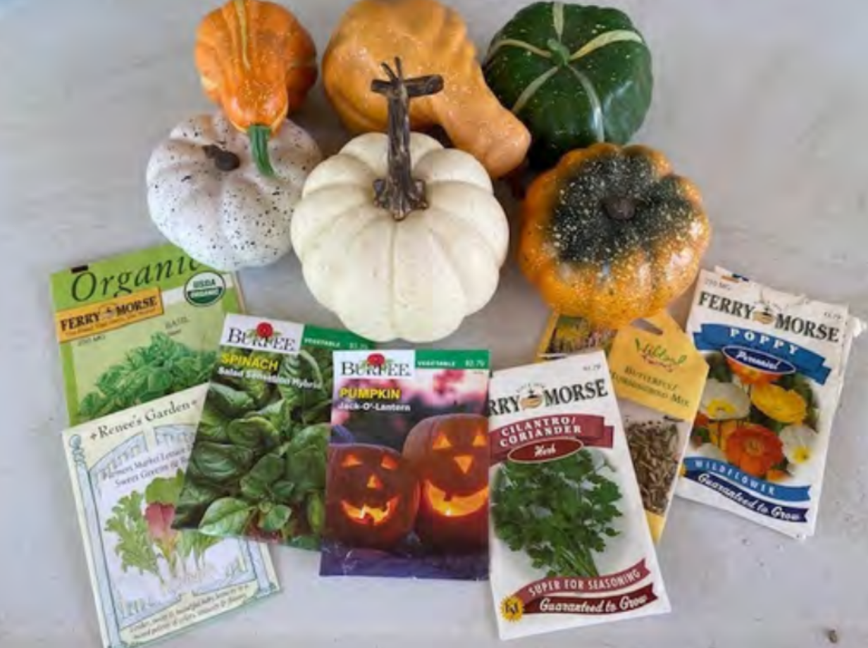 veggie-patch-seeds Garlic