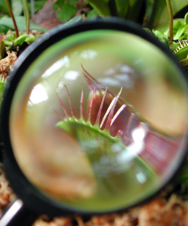 Venus fly trap in magnifying glass - 600x724 px Photo of venus fly trap plant viewed through a magnifying glass.
